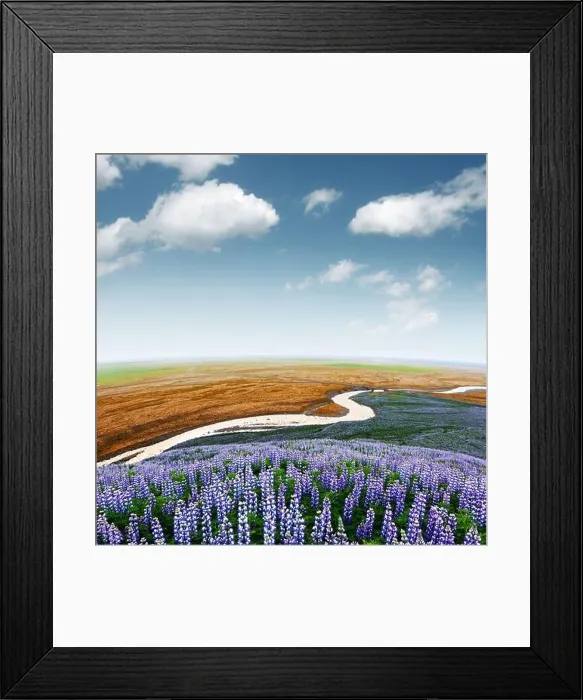 Framed Print : Picturesque landscape with river and lupine flowers field. Iceland, Europe Framed Print : Picturesque landscape with river and lupine flowers field. Iceland, Europe