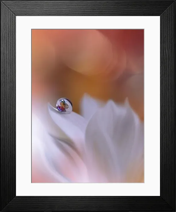 Framed Print : Beautiful Nature Background.Floral Art Design.Abstract Macro Photography.Daisy Flower.Orange Background.Creative Artistic Wallpaper.Celebration, love Framed Print : Beautiful Nature Background.Floral Art Design.Abstract Macro Photography.Daisy Flower.Orange Background.Creative Artistic Wallpaper.Celebration, love