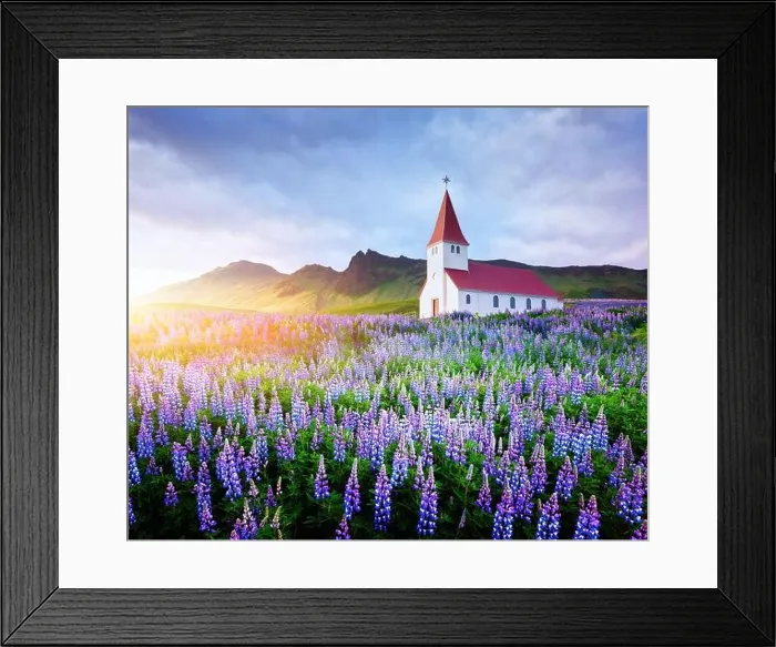 Framed Print : Lutheran Myrdal church surrounded by blooming lupine flowers, Vik, Iceland. Landscape photography Framed Print : Lutheran Myrdal church surrounded by blooming lupine flowers, Vik, Iceland. Landscape photography