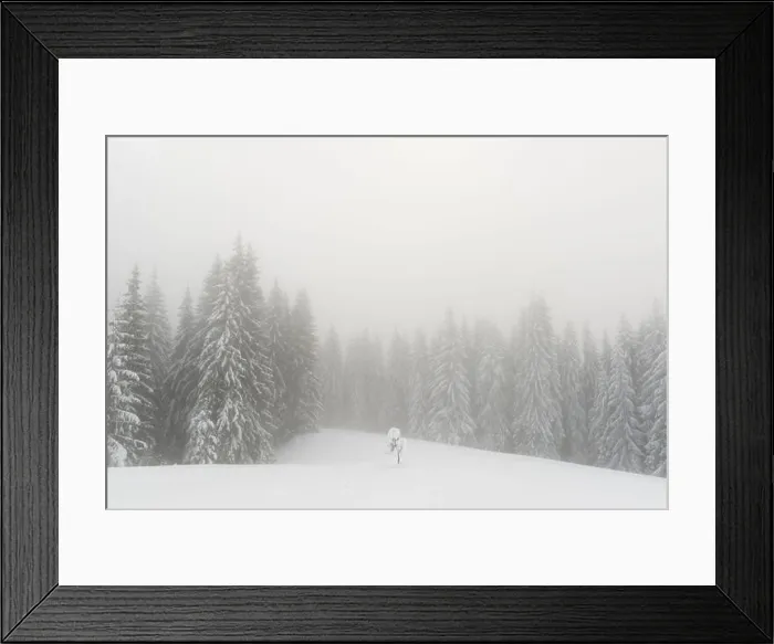 Framed Print : Fantastic winter landscape with snowy trees in foggy mountains. Carpathian mountains, Ukraine, Europe. Christmas holiday concept Framed Print : Fantastic winter landscape with snowy trees in foggy mountains. Carpathian mountains, Ukraine, Europe. Christmas holiday concept