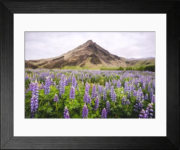 Framed Print : Picturesque landscape with mountain and lupine flowers field, Iceland, Europe Framed Print : Picturesque landscape with mountain and lupine flowers field, Iceland, Europe