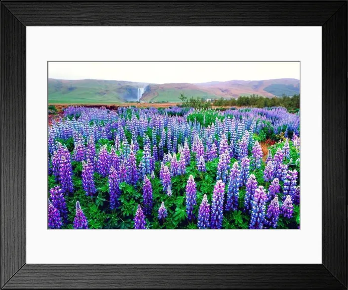 Framed Print : Incredible landscape with lupine flowers field and famous Skogafoss waterfall on background. Iceland, Europe Framed Print : Incredible landscape with lupine flowers field and famous Skogafoss waterfall on background. Iceland, Europe