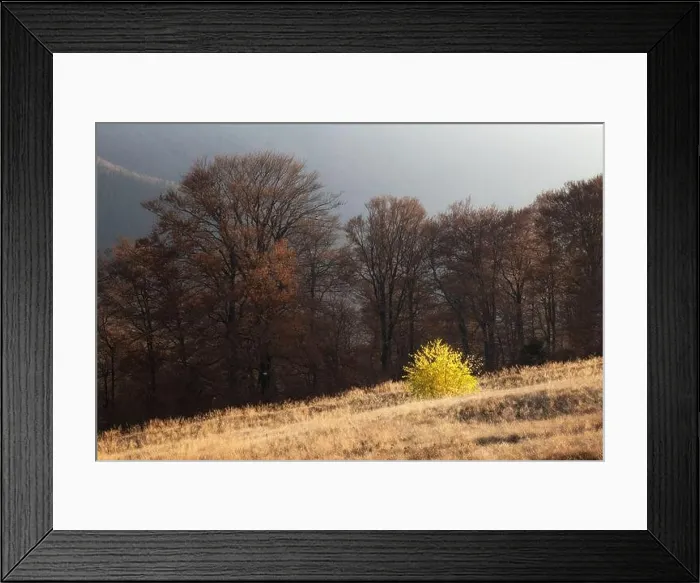 Framed Print : Picturesque autumn mountains with red beech forest in the Carpathian mountains, Ukraine. Landscape photography Framed Print : Picturesque autumn mountains with red beech forest in the Carpathian mountains, Ukraine. Landscape photography