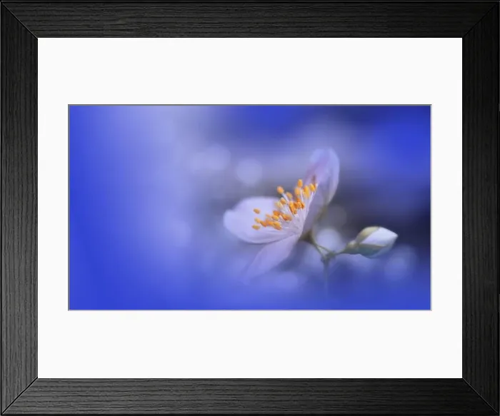 Framed Print : Beautiful Nature Background.Floral Art Design.Abstract Macro Photography.Creative Artistic Wallpaper.Classic Blue Color.Celebration, love.Happy Holiday Framed Print : Beautiful Nature Background.Floral Art Design.Abstract Macro Photography.Creative Artistic Wallpaper.Classic Blue Color.Celebration, love.Happy Holiday