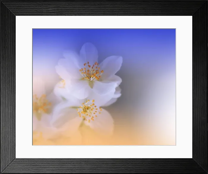 Framed Print : Beautiful Nature Background.Floral Art Design.Abstract Macro Photography.Creative Artistic Wallpaper.Classic Blue Color.Celebration, love.Happy Holiday Framed Print : Beautiful Nature Background.Floral Art Design.Abstract Macro Photography.Creative Artistic Wallpaper.Classic Blue Color.Celebration, love.Happy Holiday