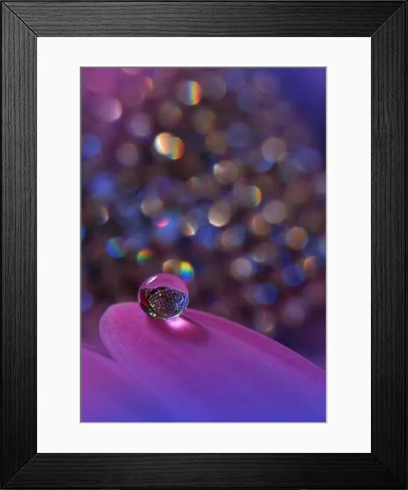 Framed Print : Beautiful Nature Background.Floral Art Design.Abstract Macro Photography.Gerbera Flower.Pastel Flowers.Violet Background.Creative Artistic Wallpaper