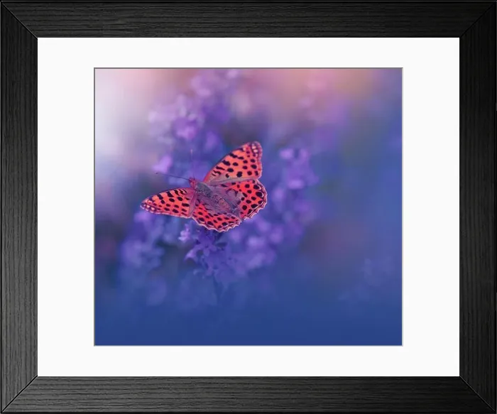 Framed Print : Beautiful Violet Nature Background.Floral Art Design.Macro Photography.Floral abstract pastel background with copy space.Butterfly and Lavender Field Framed Print : Beautiful Violet Nature Background.Floral Art Design.Macro Photography.Floral abstract pastel background with copy space.Butterfly and Lavender Field