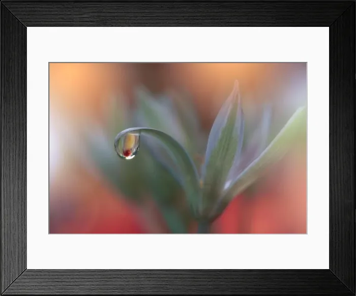 Framed Print : Beautiful Nature Background.Floral Art Design.Abstract Macro Photography.Colorful Flower.Pastel Flowers.Creative Artistic Wallpaper.Celebration, love Framed Print : Beautiful Nature Background.Floral Art Design.Abstract Macro Photography.Colorful Flower.Pastel Flowers.Creative Artistic Wallpaper.Celebration, love