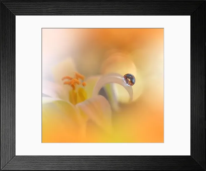 Framed Print : Beautiful Macro Photo.Colorful Flowers.Border Art Design.Magic Light.Close up Photography.Conceptual Abstract Image.Orange Background.Water Drop Framed Print : Beautiful Macro Photo.Colorful Flowers.Border Art Design.Magic Light.Close up Photography.Conceptual Abstract Image.Orange Background.Water Drop