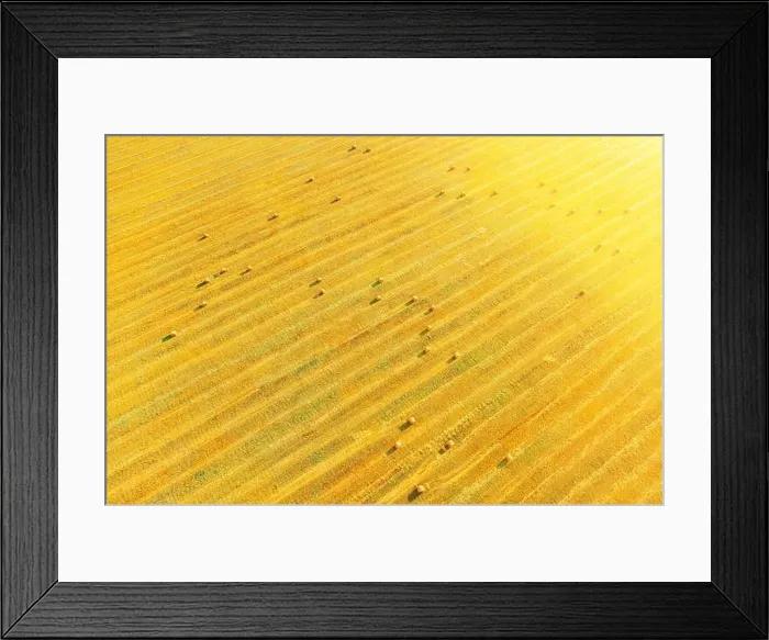 Framed Print : Aerial View Of Summer Hay Rolls Straw Field Landscape In Evening. Natural Agricultural Background Backdrop Harvest Season. Sunbeam Sunlight Sunshine Framed Print : Aerial View Of Summer Hay Rolls Straw Field Landscape In Evening. Natural Agricultural Background Backdrop Harvest Season. Sunbeam Sunlight Sunshine