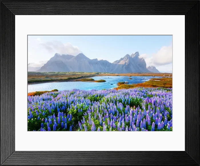 Framed Print : Gorgeous landscape with blooming lupine flowers field near famous Stokksnes mountains on Vestrahorn cape, Iceland Framed Print : Gorgeous landscape with blooming lupine flowers field near famous Stokksnes mountains on Vestrahorn cape, Iceland