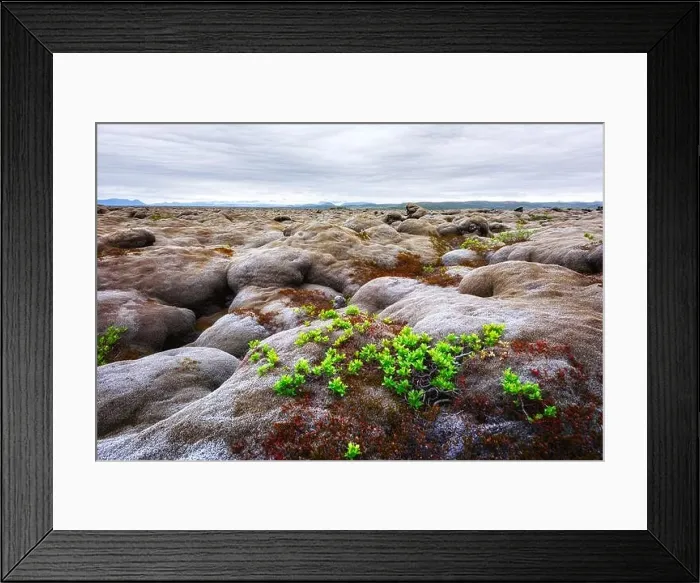 Framed Print : Uncommon Iceland landscape with lava field covered with brown moss Eldhraun from volcano eruption and cloudy sky Framed Print : Uncommon Iceland landscape with lava field covered with brown moss Eldhraun from volcano eruption and cloudy sky