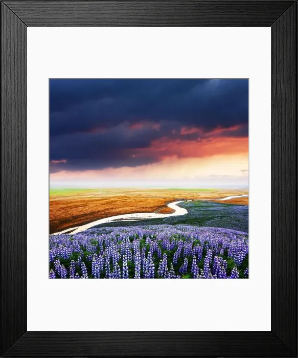 Framed Print : Gorgeous landscape with river, lupine flowers field and colourful sunset sky. Iceland, Europe Framed Print : Gorgeous landscape with river, lupine flowers field and colourful sunset sky. Iceland, Europe