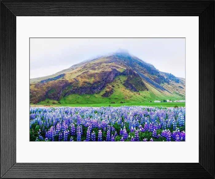 Framed Print : Amazing landscape with mountain and lupine flowers field, Iceland, Europe Framed Print : Amazing landscape with mountain and lupine flowers field, Iceland, Europe