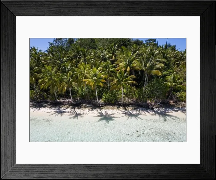 Framed Print : Coconut palms grow along a remote beach in Raja Ampat, Indonesia. This tropical region is thought to be the epicenter of marine bodiversity Framed Print : Coconut palms grow along a remote beach in Raja Ampat, Indonesia. This tropical region is thought to be the epicenter of marine bodiversity
