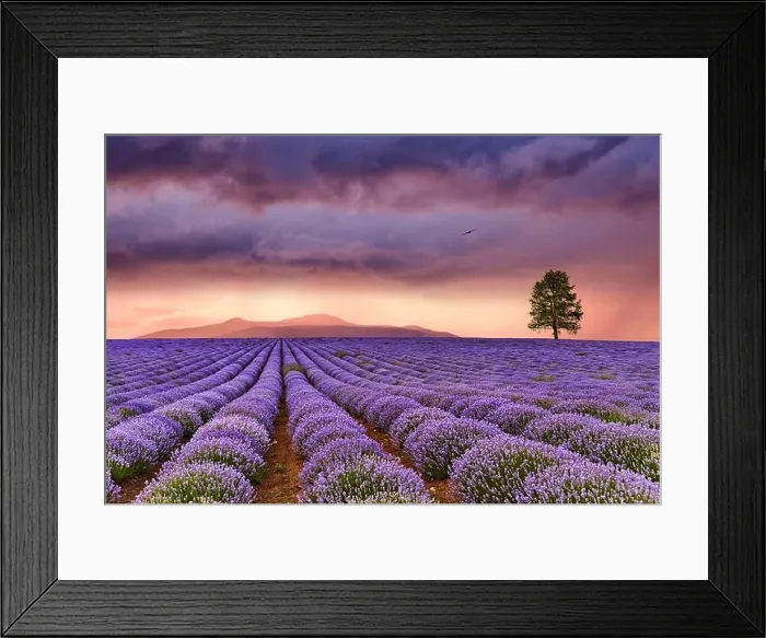 Framed Print : Beautiful landscape with lavender field and colorful sky at sunset Framed Print : Beautiful landscape with lavender field and colorful sky at sunset