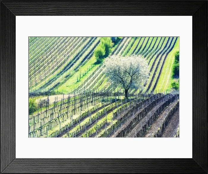 Framed Print : Amazing Spring Landscape With White Blossoming Cherry Tree Between Rows Of Vineyards In South Moravia, Czech Republic Framed Print : Amazing Spring Landscape With White Blossoming Cherry Tree Between Rows Of Vineyards In South Moravia, Czech Republic