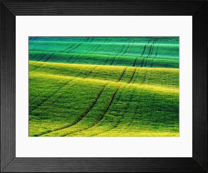 Framed Print : Green wheat rows and waves of the agricultural fields of South Moravia, Czech Republic. Can be used like nature background or texture Framed Print : Green wheat rows and waves of the agricultural fields of South Moravia, Czech Republic. Can be used like nature background or texture