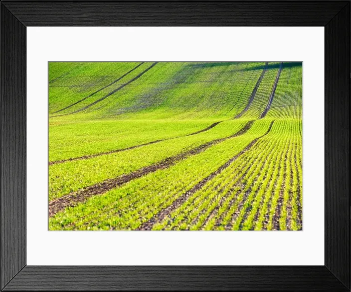 Framed Print : Green wheat rows and waves of the agricultural fields of South Moravia, Czech Republic. Can be used like nature background or texture Framed Print : Green wheat rows and waves of the agricultural fields of South Moravia, Czech Republic. Can be used like nature background or texture