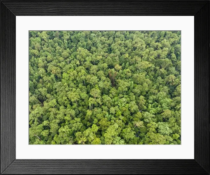 Framed Print : Remote islands in West Papua, Indonesia, are covered by thick, green rainforest. This region harbors very high terrestrial and marine biodiversity Framed Print : Remote islands in West Papua, Indonesia, are covered by thick, green rainforest. This region harbors very high terrestrial and marine biodiversity