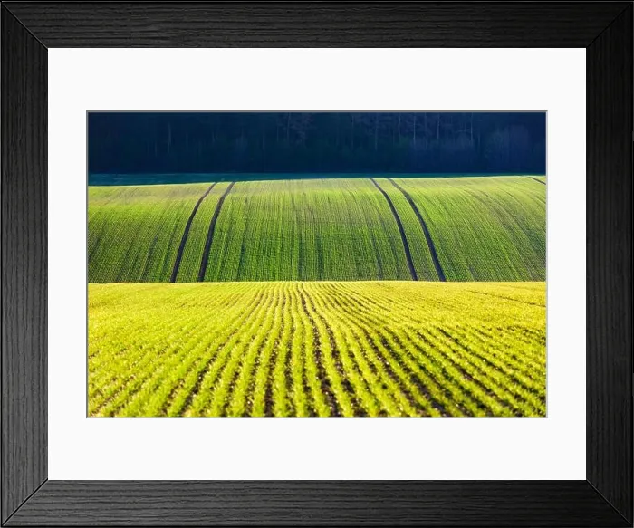 Framed Print : Green wheat rows and waves of the agricultural fields of South Moravia, Czech Republic. Can be used like nature background or texture Framed Print : Green wheat rows and waves of the agricultural fields of South Moravia, Czech Republic. Can be used like nature background or texture