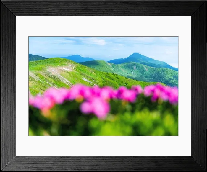 Framed Print : Rhododendron flowers covered mountains meadow in summer time. Purple sunrise light glowing on a foreground. Landscape photography Framed Print : Rhododendron flowers covered mountains meadow in summer time. Purple sunrise light glowing on a foreground. Landscape photography