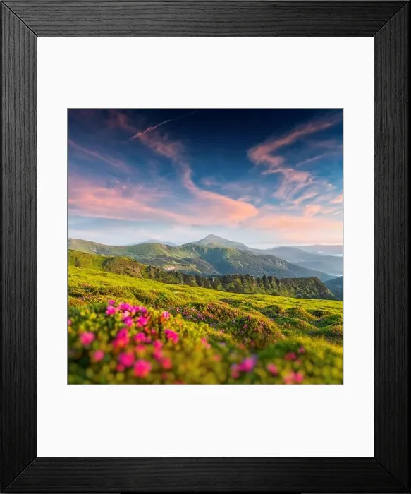 Framed Print : Rhododendron flowers covered mountains meadow in summer time. Purple sunrise light glowing on a foreground. Landscape photography Framed Print : Rhododendron flowers covered mountains meadow in summer time. Purple sunrise light glowing on a foreground. Landscape photography