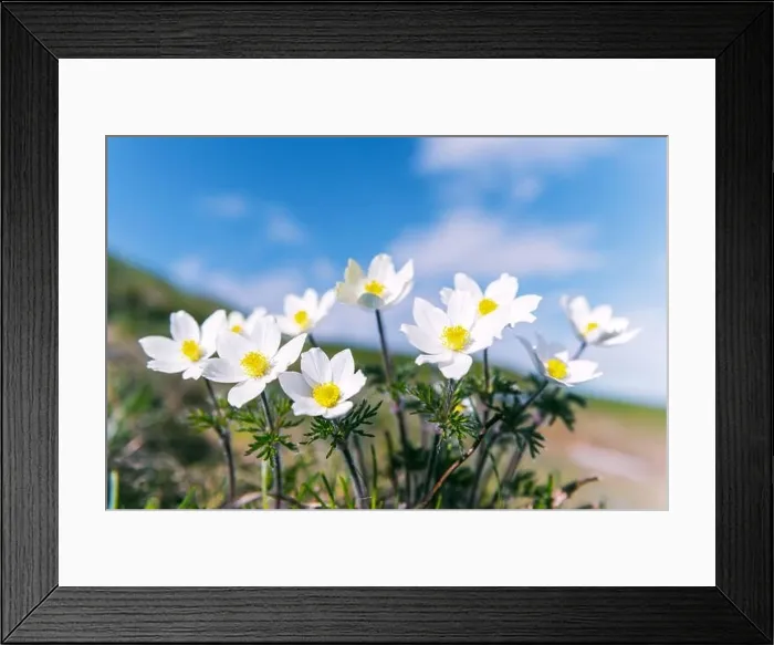 Framed Print : Amazing landscape with magic white flowers and blue sky on summer mountains. Nature background Framed Print : Amazing landscape with magic white flowers and blue sky on summer mountains. Nature background