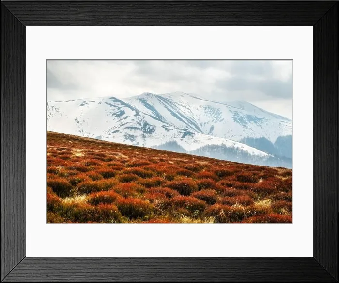 Framed Print : View of the grassy hills with orange tussocks and snowy mountains on background. Dramatic spring scene. Landscape photography Framed Print : View of the grassy hills with orange tussocks and snowy mountains on background. Dramatic spring scene. Landscape photography
