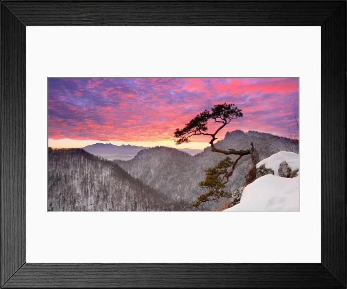 Framed Print : Alone single pine tree at Sokolica cliff Pieniny National Park at sunset, Poland Framed Print : Alone single pine tree at Sokolica cliff Pieniny National Park at sunset, Poland