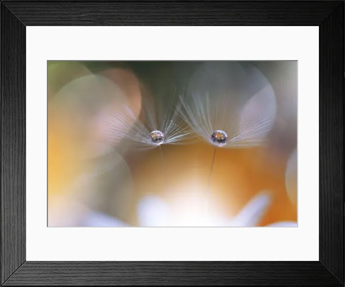 Framed Print : Beautiful Nature Background.Floral Art Design.Abstract Macro Photography.Daisy Flower.White Background.Creative Artistic Wallpaper.Celebration, love Framed Print : Beautiful Nature Background.Floral Art Design.Abstract Macro Photography.Daisy Flower.White Background.Creative Artistic Wallpaper.Celebration, love
