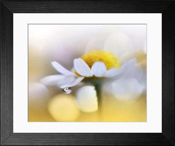 Framed Print : Beautiful Nature Background.Floral Art Design.Abstract Macro Photography.White Daisy Flower.White Background.Creative Artistic Wallpaper.Celebration Framed Print : Beautiful Nature Background.Floral Art Design.Abstract Macro Photography.White Daisy Flower.White Background.Creative Artistic Wallpaper.Celebration