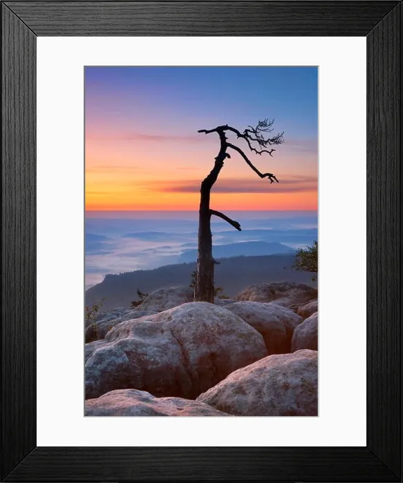 Framed Print : Single alone tree landscape at Szczeliniec Wielki Sudety Mountains at sunrise, National Park, Poland Framed Print : Single alone tree landscape at Szczeliniec Wielki Sudety Mountains at sunrise, National Park, Poland