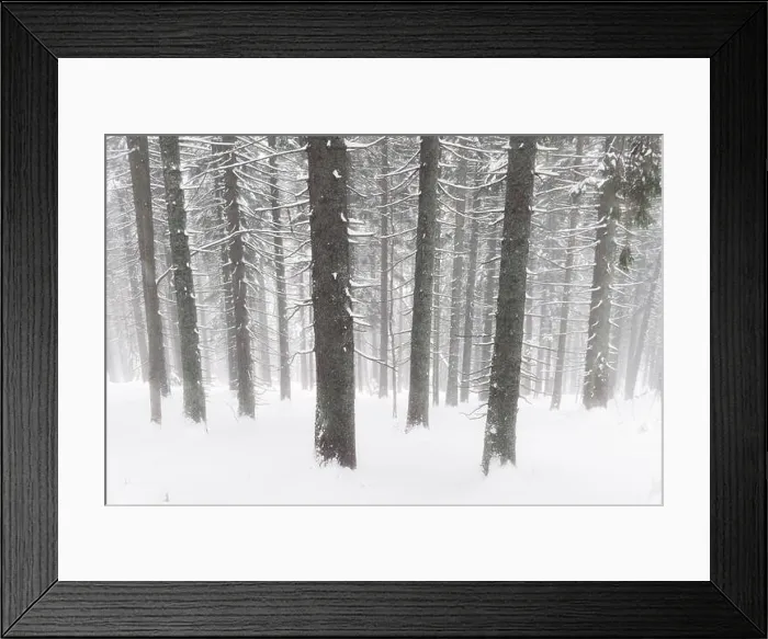 Framed Print : Landscape of the winter forest of snowy spruce and firs trees. Frozen tree in wintry season. Nature background Framed Print : Landscape of the winter forest of snowy spruce and firs trees. Frozen tree in wintry season. Nature background