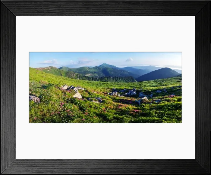Framed Print : Rhododendron flowers covered mountains meadow in summer time. Purple sunrise light glowing on a foreground. Landscape photography Framed Print : Rhododendron flowers covered mountains meadow in summer time. Purple sunrise light glowing on a foreground. Landscape photography