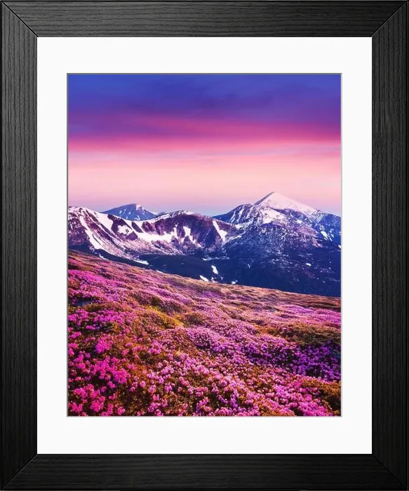 Framed Print : Rhododendron flowers covered mountains meadow in summer time. Purple sunrise light glowing on snowy peaks on background. Landscape photography Framed Print : Rhododendron flowers covered mountains meadow in summer time. Purple sunrise light glowing on snowy peaks on background. Landscape photography