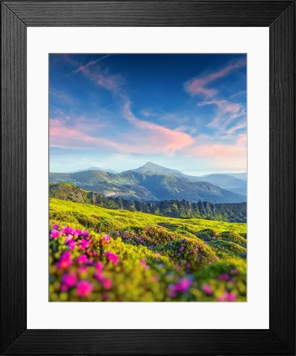 Framed Print : Rhododendron flowers covered mountains meadow in summer time. Purple sunrise light glowing on a foreground. Landscape photography