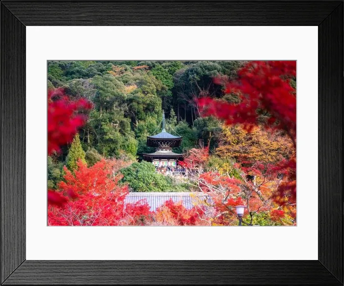 Framed Print : Eikando Zenrinji Temple with red, yellow maple carpet at peak fall foliage color during late November in Kyoto, Japan. Famous landmark to see autumn l