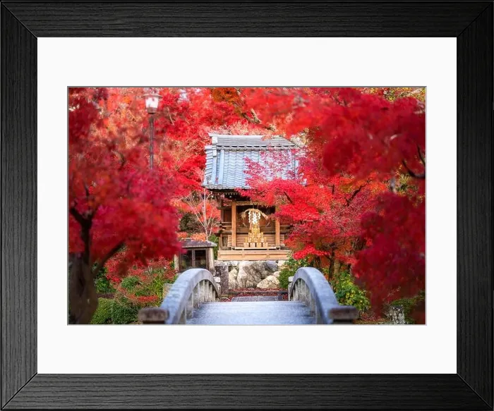 Framed Print : Eikando or Eikan-do Zenrinji shrine garden and bridge with red, yellow maple carpet at peak fall foliage color during late November in Kyoto, Japan. F Framed Print : Eikando or Eikan-do Zenrinji shrine garden and bridge with red, yellow maple carpet at peak fall foliage color during late November in Kyoto, Japan. F