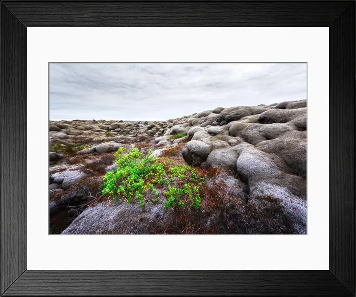 Framed Print : Strange Iceland landscape with lava field covered with brown moss Eldhraun from volcano eruption and cloudy sky Framed Print : Strange Iceland landscape with lava field covered with brown moss Eldhraun from volcano eruption and cloudy sky