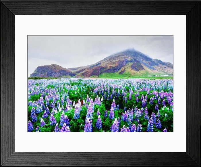 Framed Print : Incredible landscape with mountain and lupine flowers field, Iceland, Europe Framed Print : Incredible landscape with mountain and lupine flowers field, Iceland, Europe