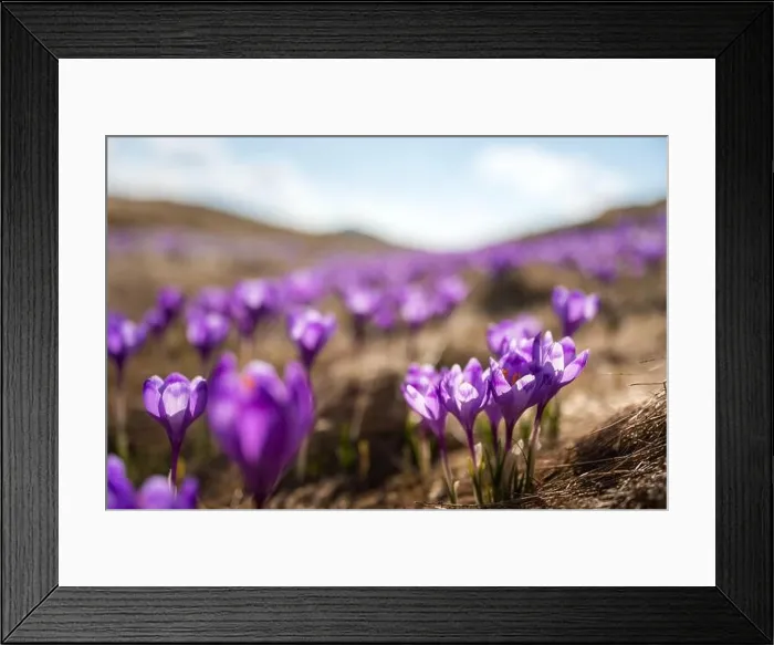 Framed Print : Crocus flowers on spring Ukrainian Carpathians mountains. Landscape photography Framed Print : Crocus flowers on spring Ukrainian Carpathians mountains. Landscape photography