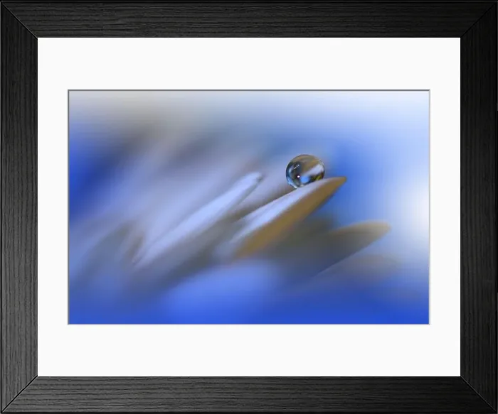 Framed Print : Beautiful Nature Background.Floral Art Design.Abstract Macro Photography.Colorful Flower.Creative Artistic Wallpaper.Classic Blue Color.Celebration Framed Print : Beautiful Nature Background.Floral Art Design.Abstract Macro Photography.Colorful Flower.Creative Artistic Wallpaper.Classic Blue Color.Celebration