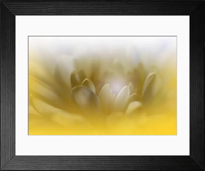 Framed Print : Beautiful Nature Background.Floral Art Design.Abstract Macro Photography.Chrysanthemum Flower.White Background.Creative Artistic Wallpaper.Celebration Framed Print : Beautiful Nature Background.Floral Art Design.Abstract Macro Photography.Chrysanthemum Flower.White Background.Creative Artistic Wallpaper.Celebration