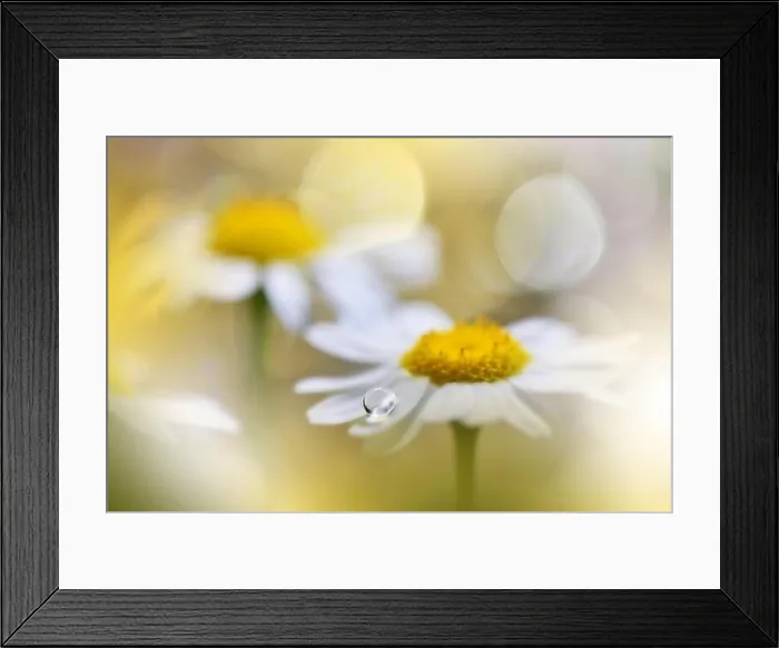 Framed Print : Beautiful Nature Background.Floral Art Design.Abstract Macro Photography.White Daisy Flower.White Background.Creative Artistic Wallpaper.Celebration Framed Print : Beautiful Nature Background.Floral Art Design.Abstract Macro Photography.White Daisy Flower.White Background.Creative Artistic Wallpaper.Celebration