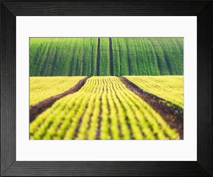 Framed Print : Green wheat rows and waves of the agricultural fields of South Moravia, Czech Republic. Can be used like nature background or texture Framed Print : Green wheat rows and waves of the agricultural fields of South Moravia, Czech Republic. Can be used like nature background or texture