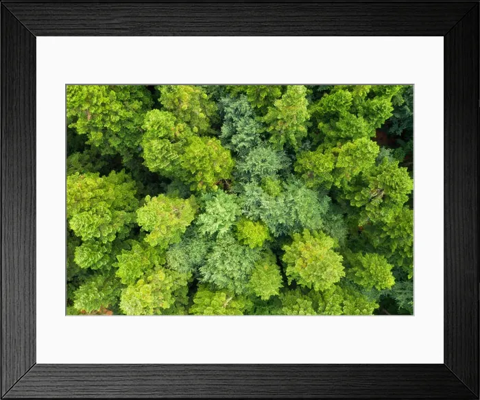 Framed Print : Aerial drone photo looking down on magical summer forest. Nature background. Landscape photography Framed Print : Aerial drone photo looking down on magical summer forest. Nature background. Landscape photography