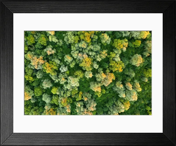 Framed Print : Aerial drone photo looking down on magical summer forest. Nature background. Landscape photography Framed Print : Aerial drone photo looking down on magical summer forest. Nature background. Landscape photography