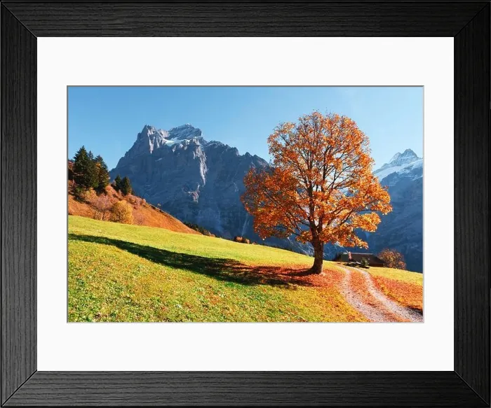 Framed Print : Picturesque autumn landscape with orange tree, green meadow and blue mountains in Grindelwald village in Swiss Alps Framed Print : Picturesque autumn landscape with orange tree, green meadow and blue mountains in Grindelwald village in Swiss Alps