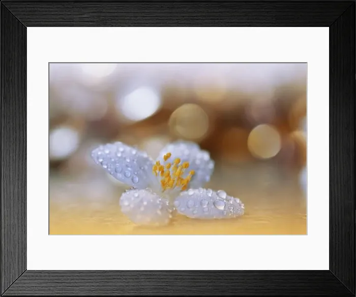 Framed Print : Beautiful Macro Photo.Jasmine Flowers.Floral Art Design.Close up Photography.Conceptual Abstract Image.Golden Background.Wedding Invitation.Aroma Framed Print : Beautiful Macro Photo.Jasmine Flowers.Floral Art Design.Close up Photography.Conceptual Abstract Image.Golden Background.Wedding Invitation.Aroma